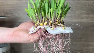 Corn microgreens.