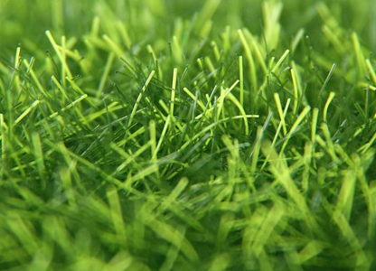 Close-up view of healthy green grass blades.