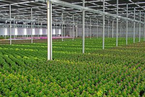 Rows of green plants with purple buds grow in a large, well-lit indoor greenhouse with metal beams and overhead lights.