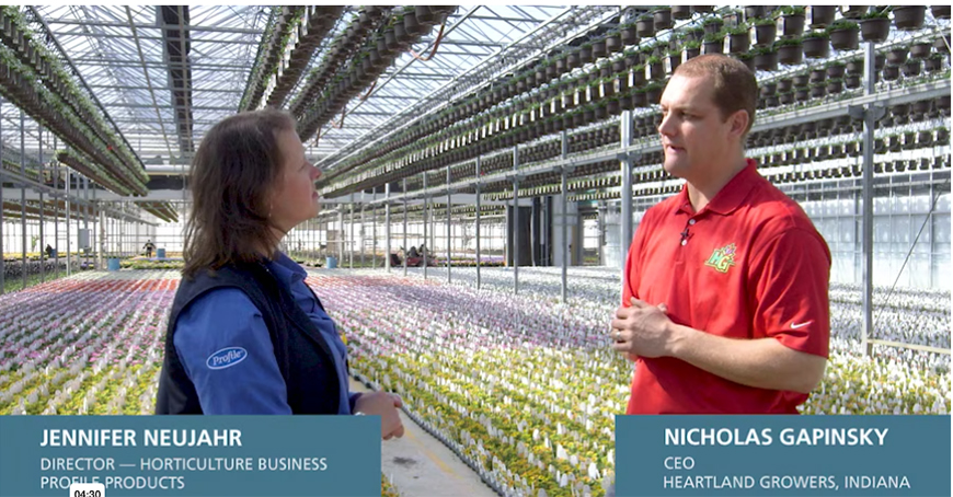 Growers in commercial growing greenhouse.