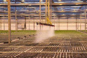 Rows of seedlings in a large greenhouse are being watered by an automated irrigation system with yellow pipes and misting nozzles. The space is bright and structured with metal framing.