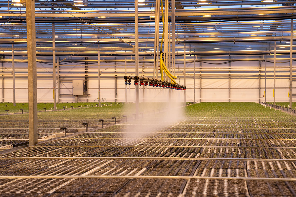 Rows of seedlings in a large greenhouse are being watered by an automated irrigation system with yellow pipes and misting nozzles. The space is bright and structured with metal framing.