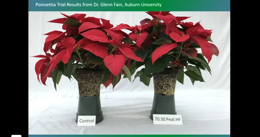 Poinsettias comparison with Peat.