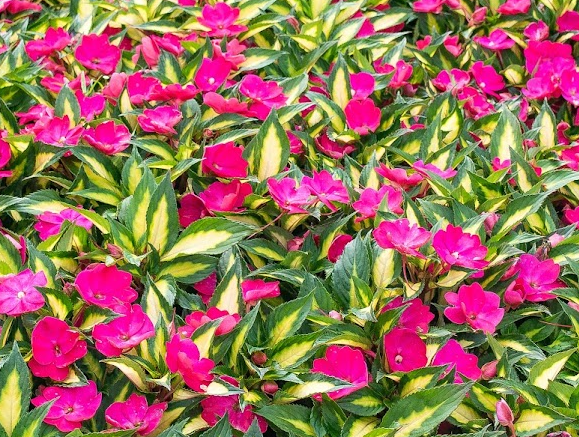 Bright pink impatiens flowers with green and yellow variegated leaves.