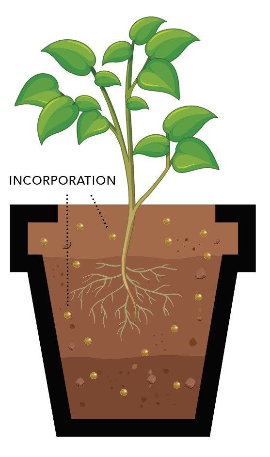 Illustration of fertilizer granules mixed throughout potting soil in a container (incorporation method).