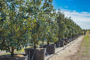 Rows of container-grown trees in a nursery field, lined up in large black pots under a bright blue sky.