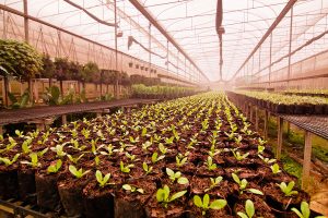 Rows of young green plants growing in small bags fill a large greenhouse with a glass roof, hanging plants along the sides, and soft, diffused sunlight filtering in.