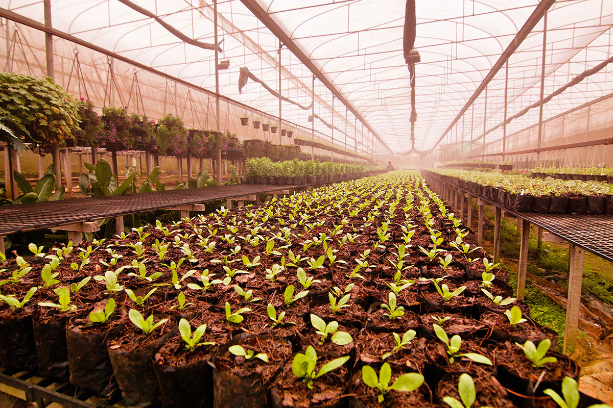 Rows of young green plants growing in small bags fill a large greenhouse with a glass roof, hanging plants along the sides, and soft, diffused sunlight filtering in.