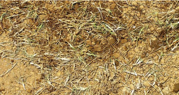 Dry, patchy bermudagrass with exposed soil and straw-like brown grass blades.