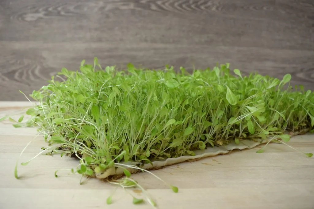 Microgreens growing on BioStrate.