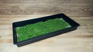 Young microgreens.