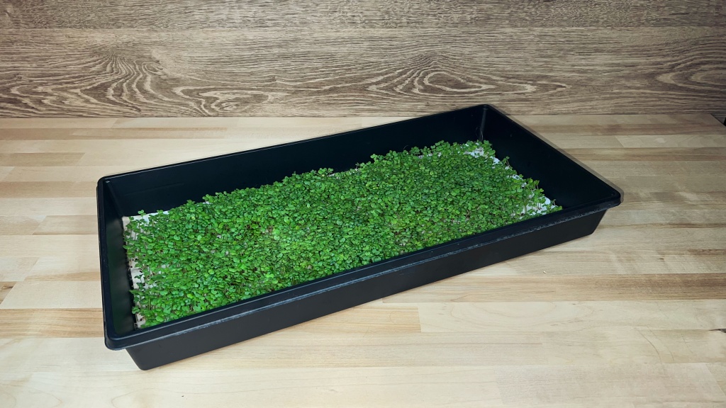Young microgreens.