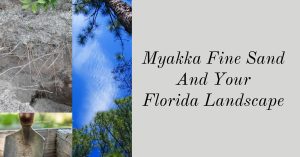 Cover image titled ‘Myakka Fine Sand and Your Florida Landscape’ featuring soil roots, pine trees, and a garden shovel.