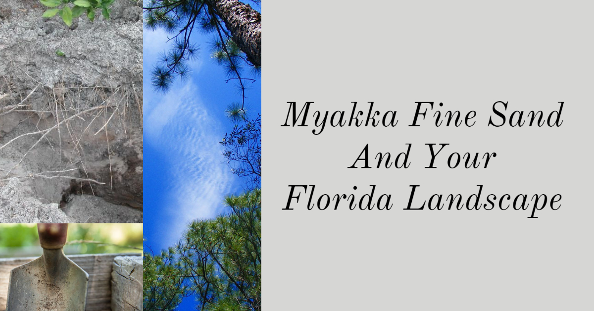 Cover image titled ‘Myakka Fine Sand and Your Florida Landscape’ featuring soil roots, pine trees, and a garden shovel.