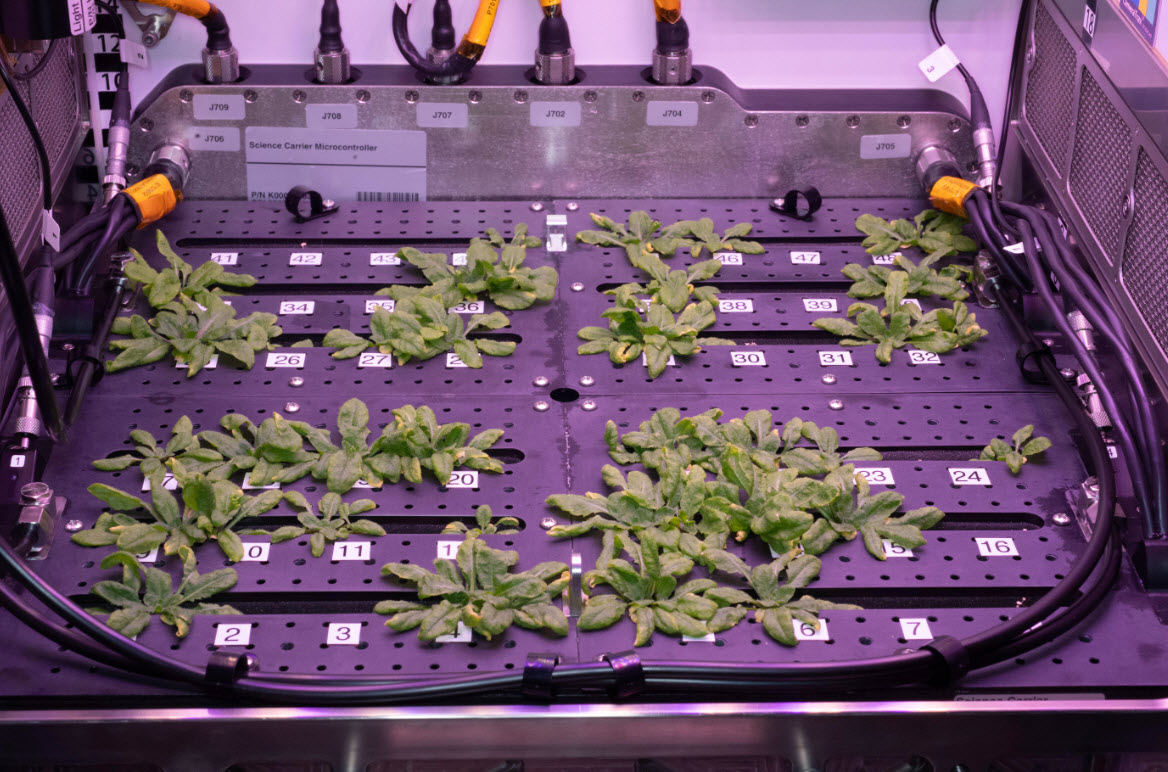 Leafy green plants growing in a numbered plant growth chamber under purple LED lighting aboard the International Space Station.
