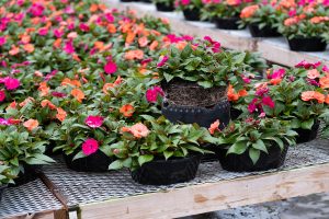 Several pots of vibrant orange, pink, and red impatiens flowers are arranged on metal mesh tables in a garden center or greenhouse setting.