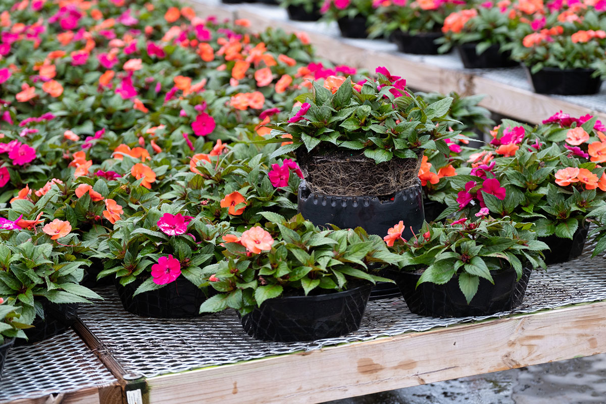 Several pots of vibrant orange, pink, and red impatiens flowers are arranged on metal mesh tables in a garden center or greenhouse setting.