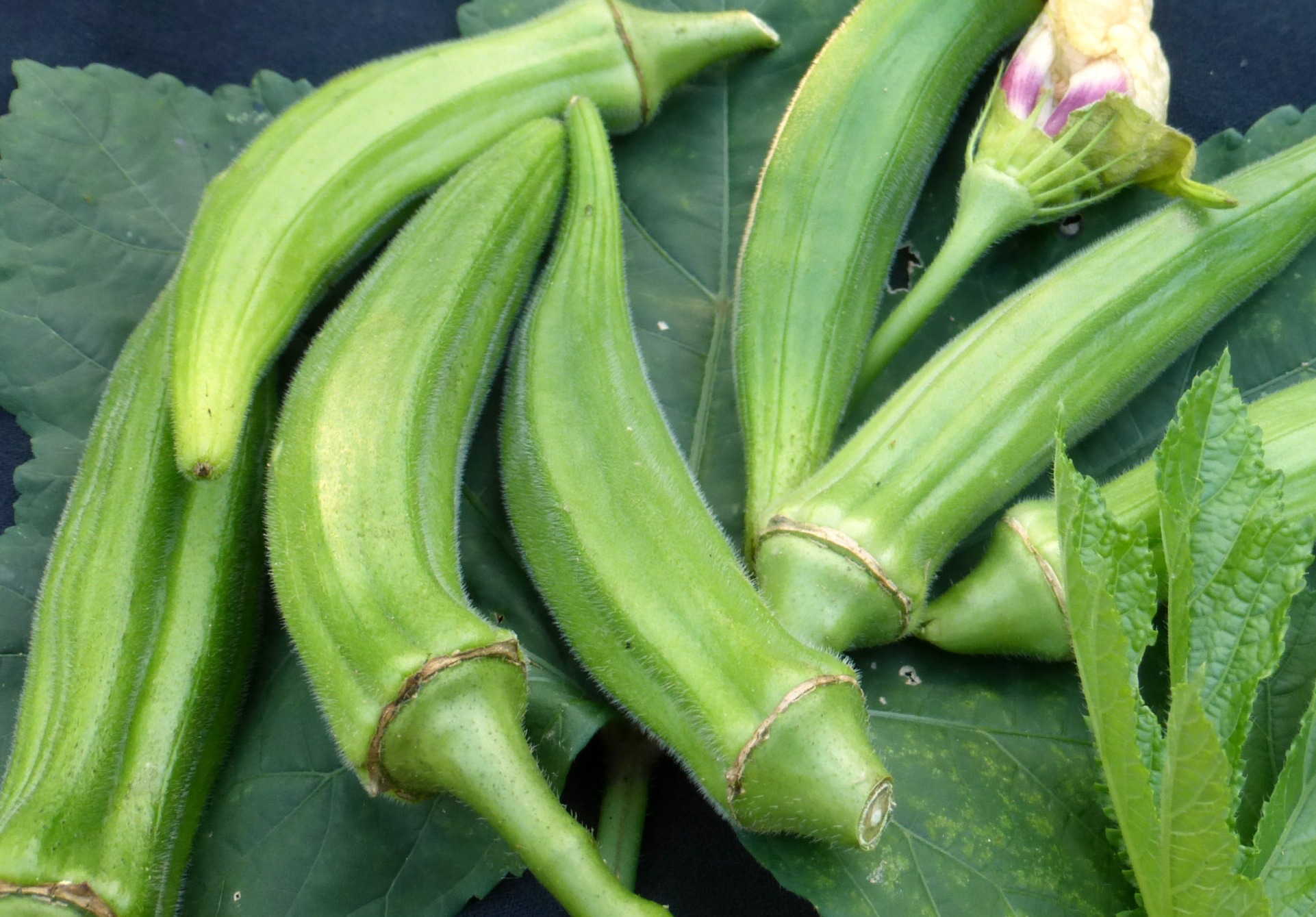 Fresh green okra pods resting on large green leaves.