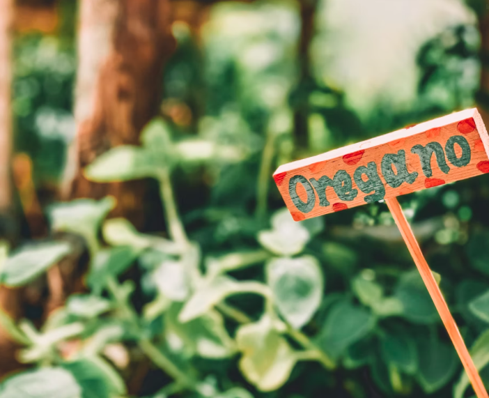 Wooden garden marker labeled “Oregano” in front of leafy green herbs.