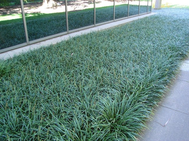 Dense ornamental grass planted along a building walkway.