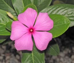 Pink periwinkle flower blooming among green leaves.