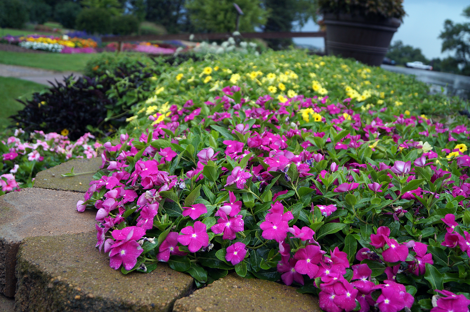 Pink periwinkle flowers blooming in a landscaped garden bed bordered by stone edging.