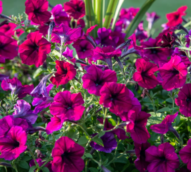 Cluster of vibrant purple petunia flowers blooming outdoors.