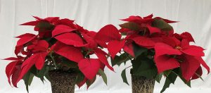 Two potted poinsettia plants with vibrant red leaves and green foliage are displayed against a plain white background. The root systems are visible in the clear pots.