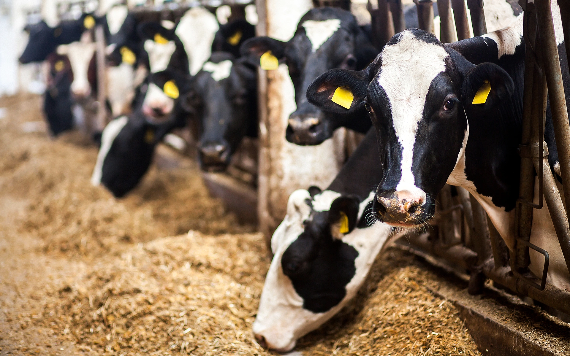 Dairy cattle.