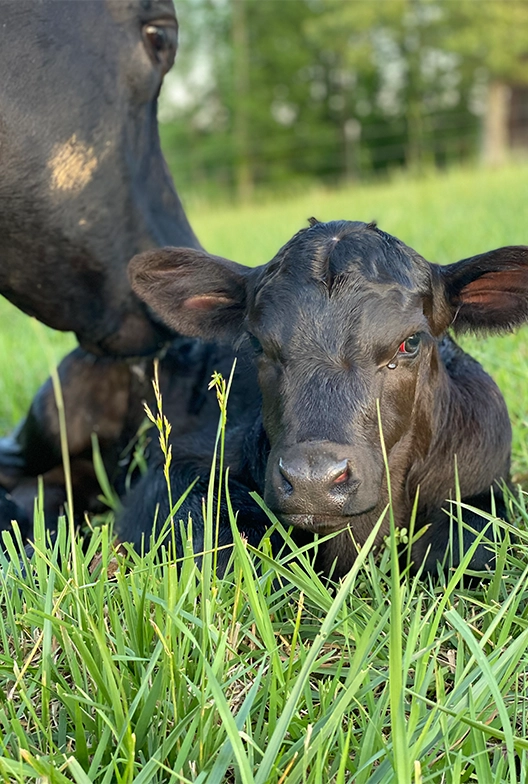 Cow calf.