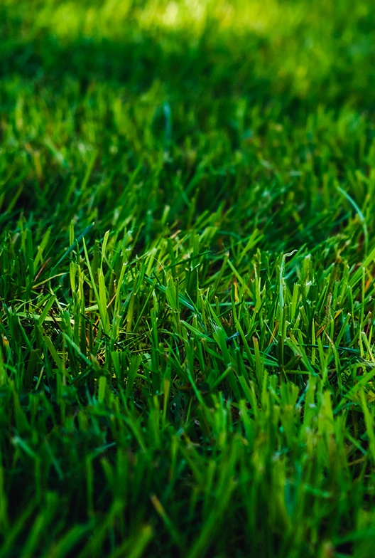 Green grass.
