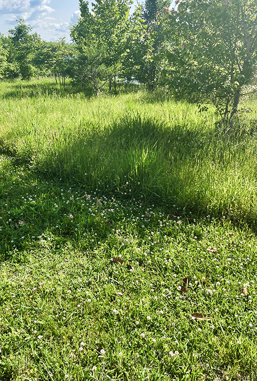 Natural landscaping.