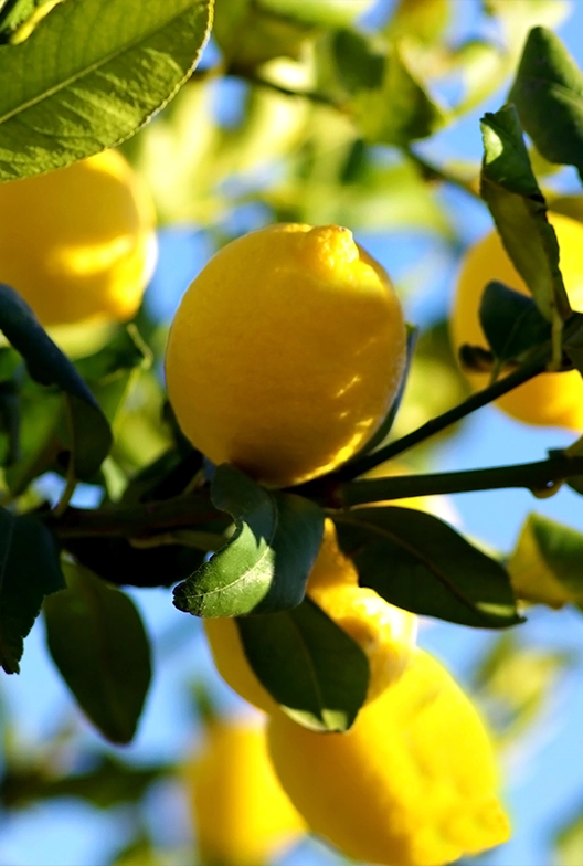 Lemons on a tree.