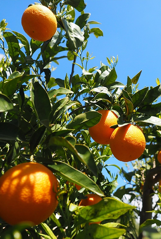 Oranges on a tree.