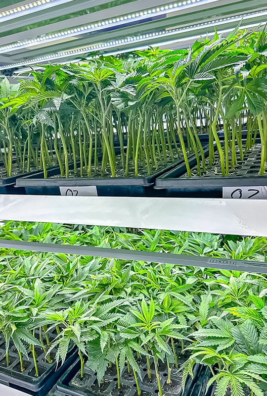 Cannabis seedlings.