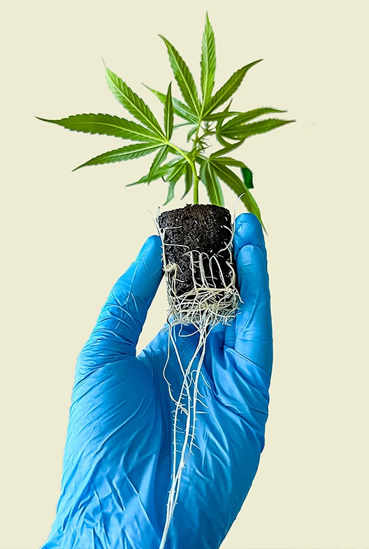 Small Cannabis plug.