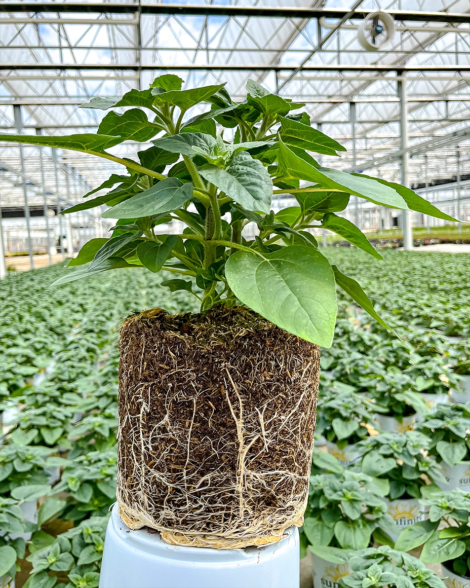 Annual plant with healthy roots.