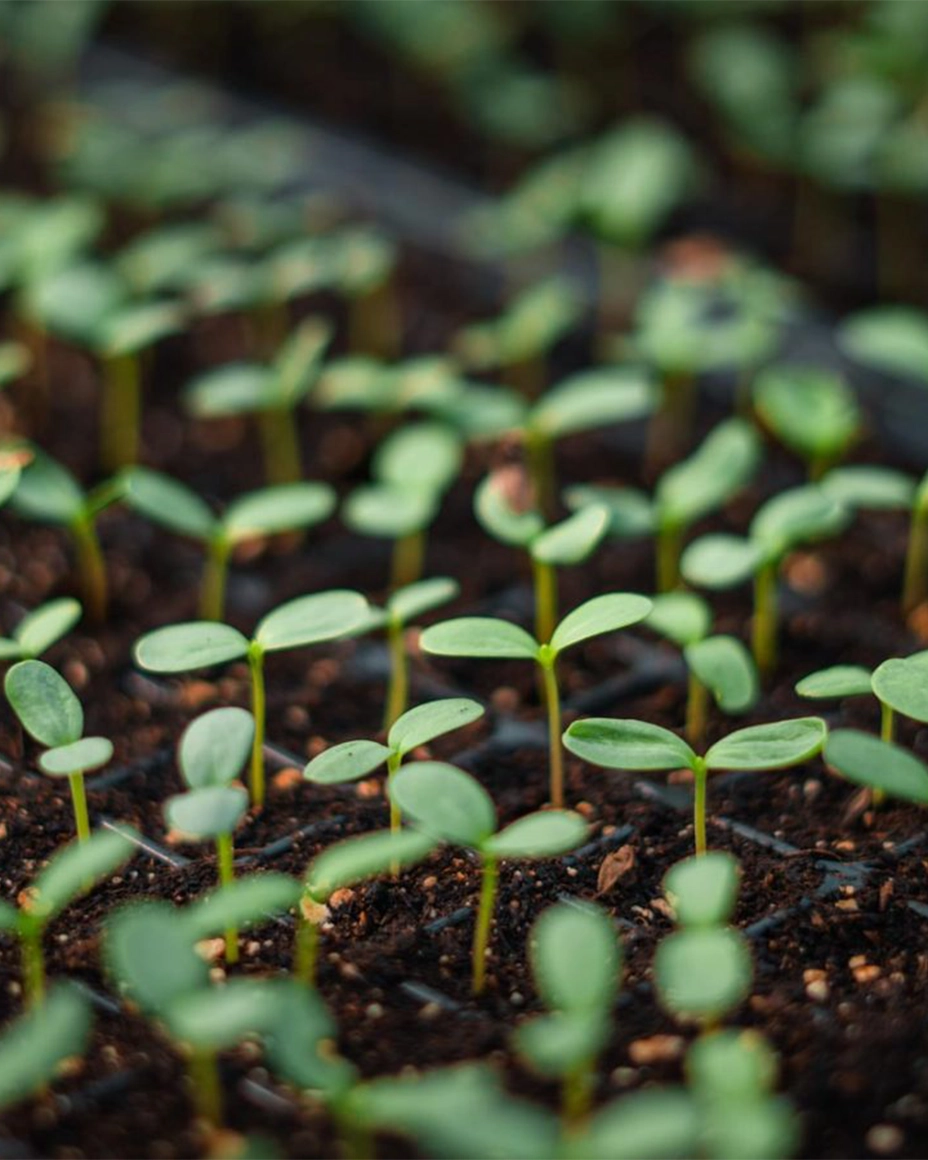Seedlings sprouting.