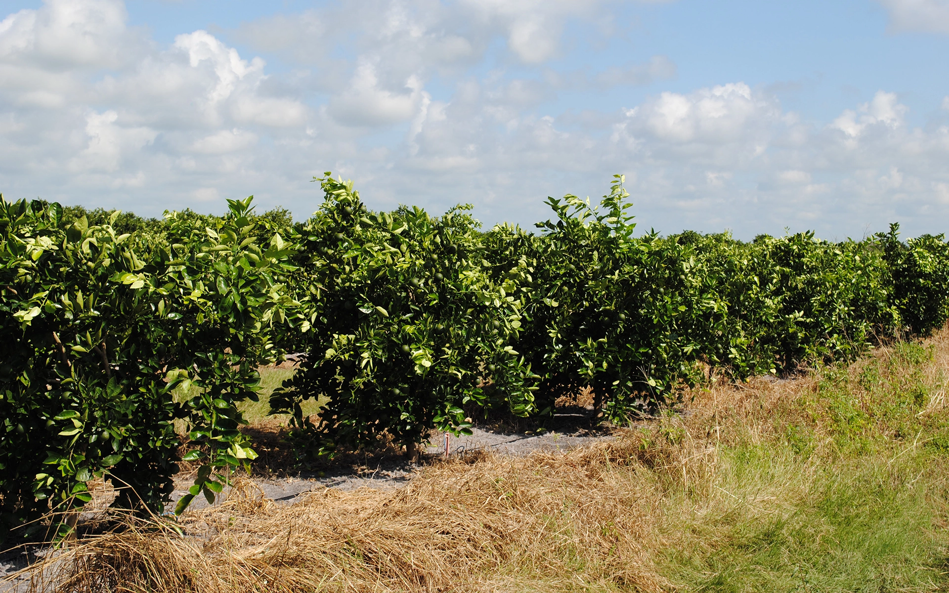 Fruit trees.