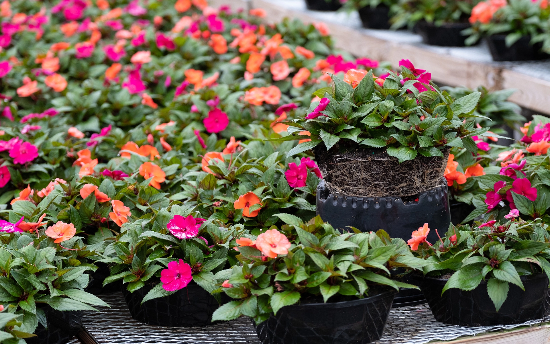 Annual flowers.