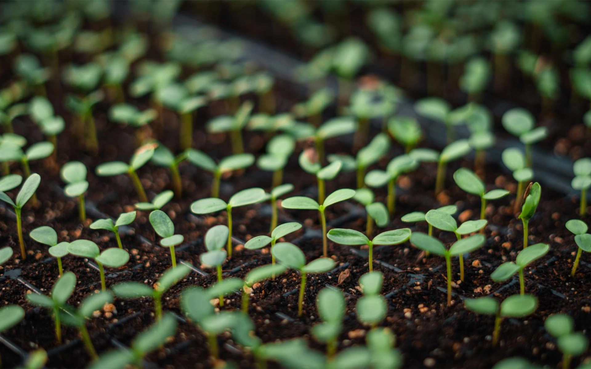 Seedlings.