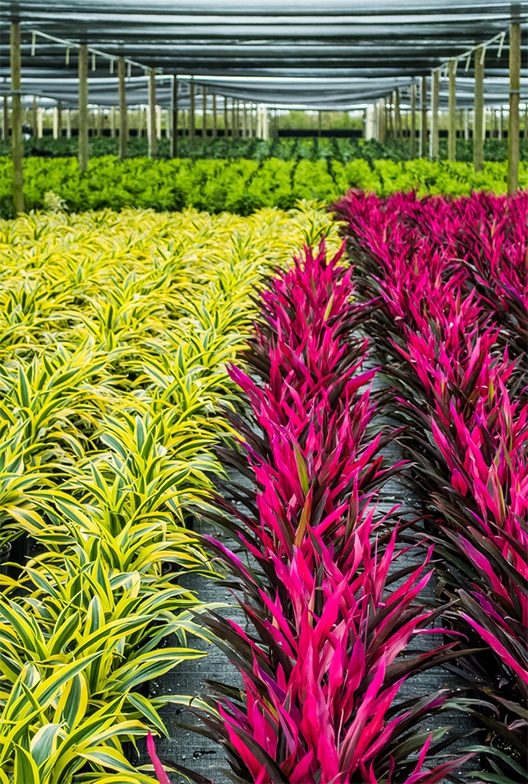 Ornamental plant grower.