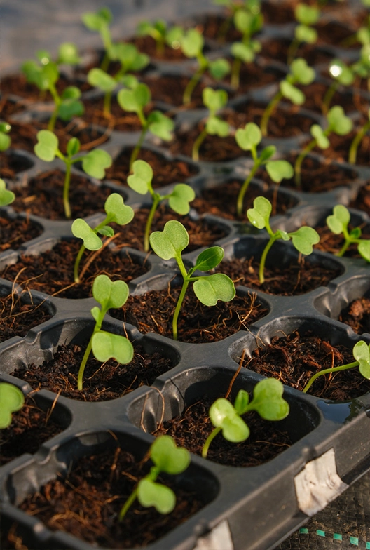 Seedling tray.