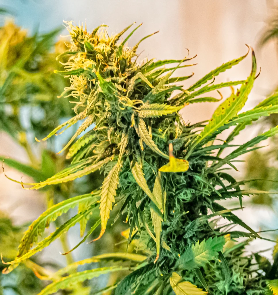 Cannabis plant.