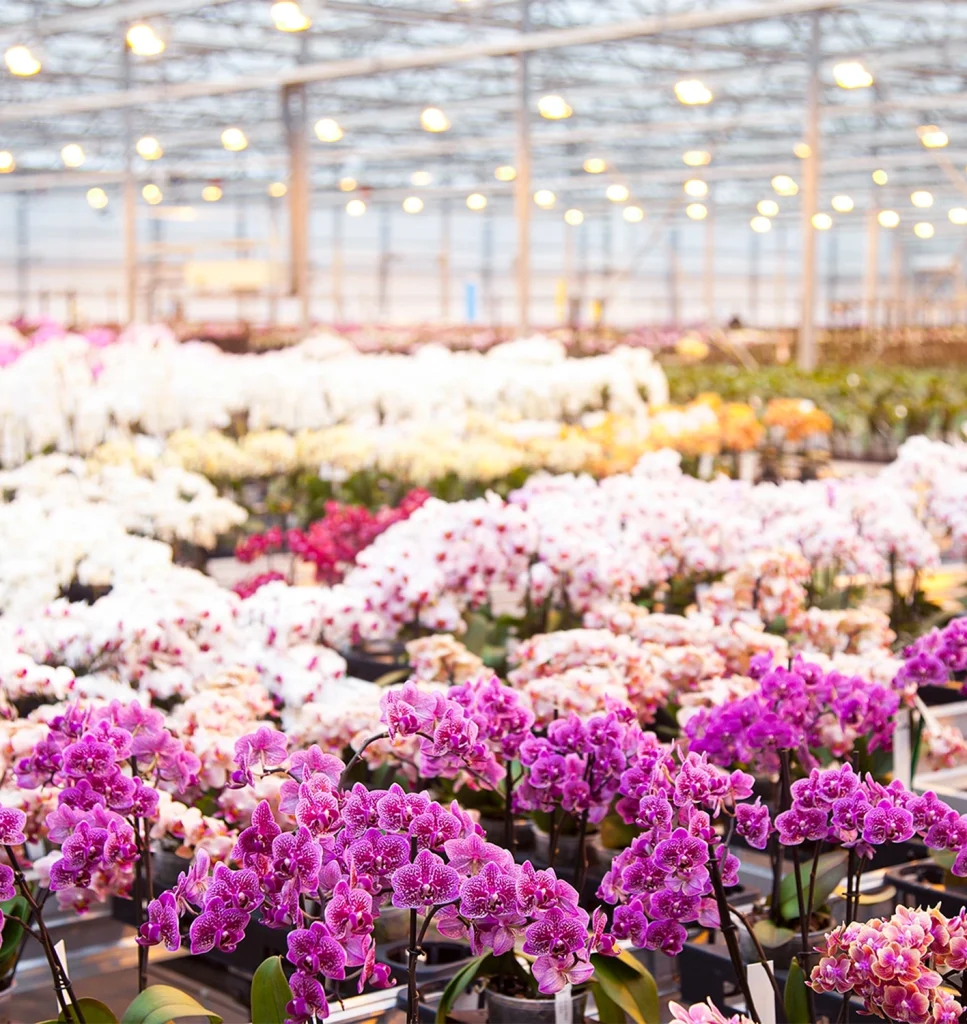 Annual flowers in a greenhouse.