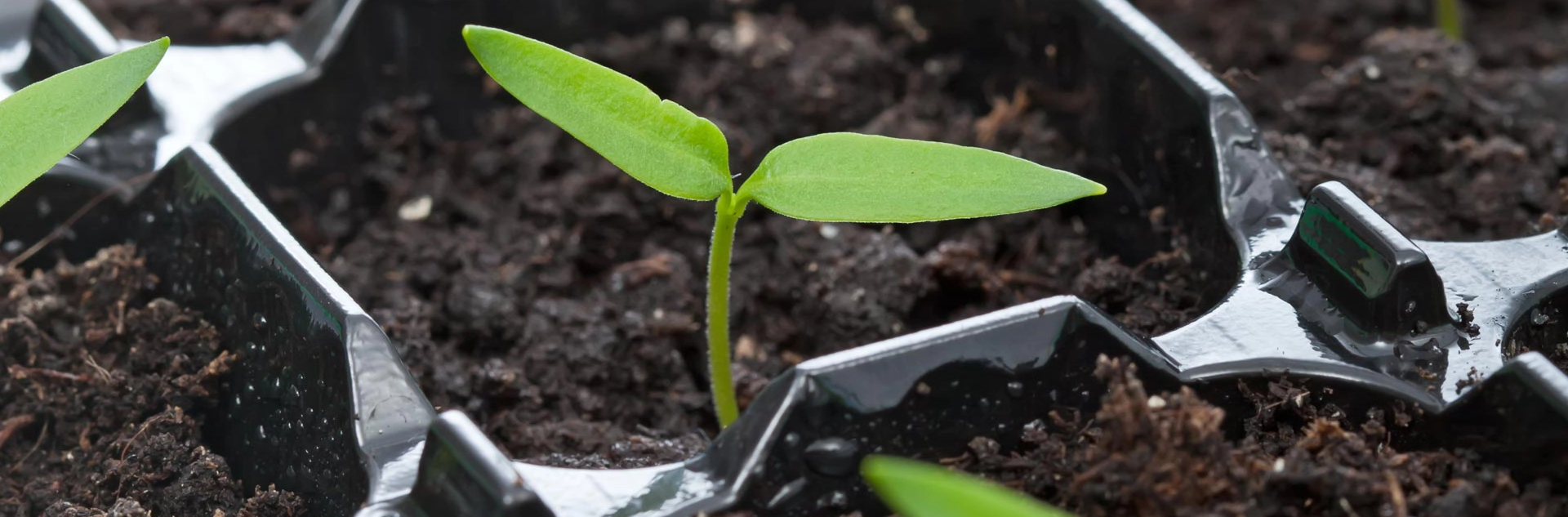 Seedling in growing tray.