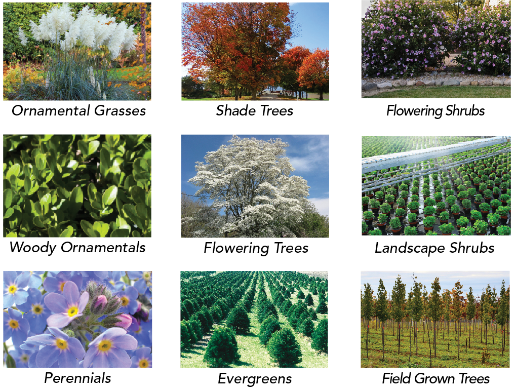 Grid of landscape plant categories with photos labeled ornamental grasses, shade trees, flowering shrubs, woody ornamentals, flowering trees, landscape shrubs, perennials, evergreens, and field-grown trees.
