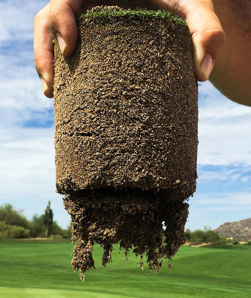 Grass plug with healthy roots.