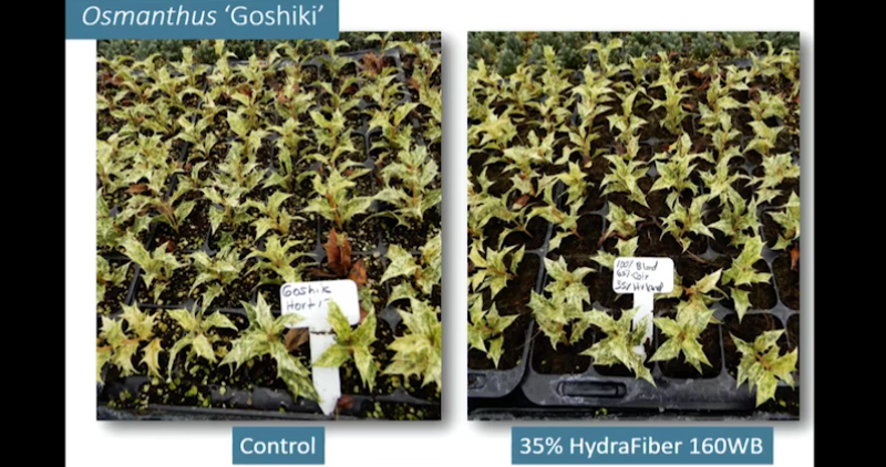 Greenhouse starts comparison.