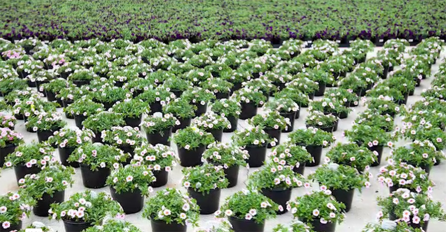 Petunias.